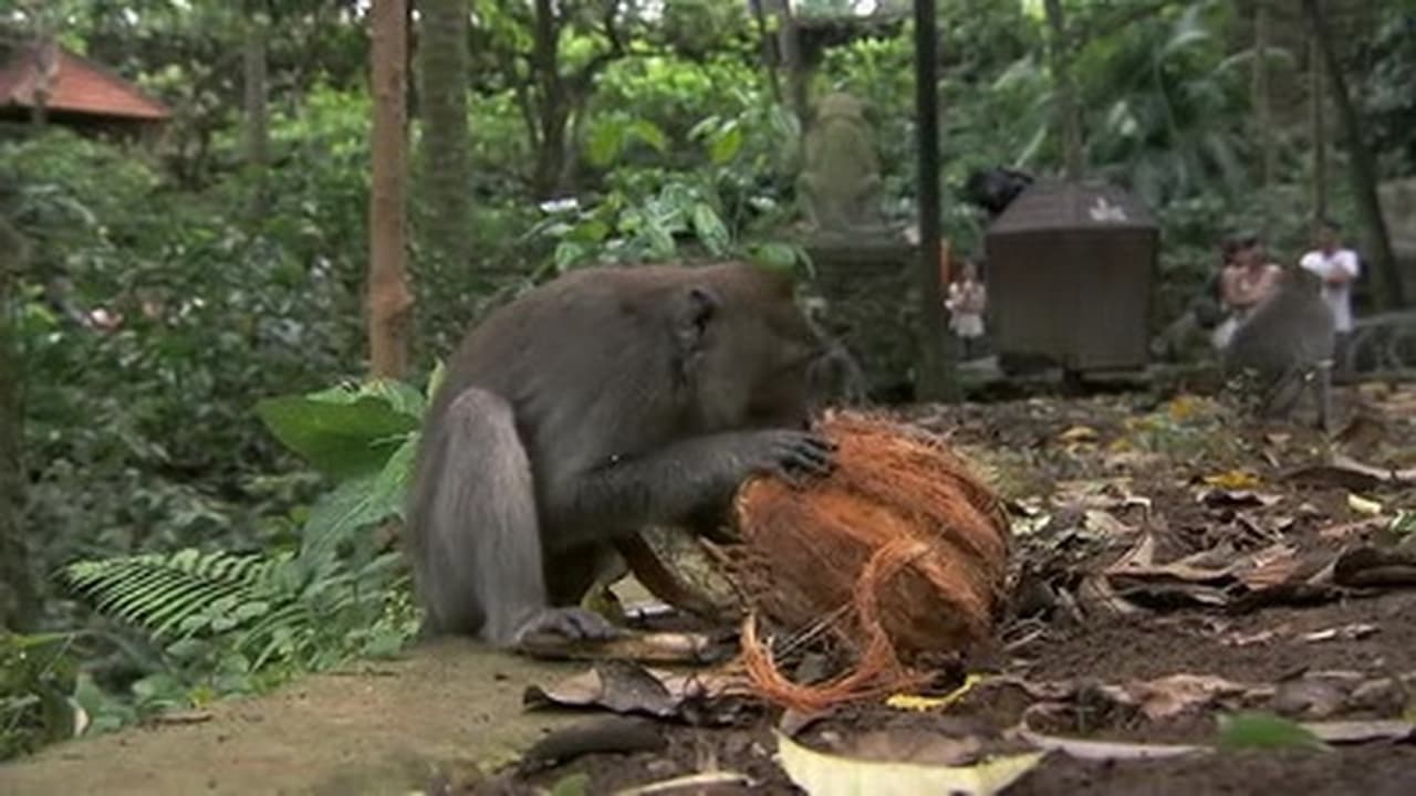 The Amazing Race - Season 22 Episode 4 : I Love Monkeys!