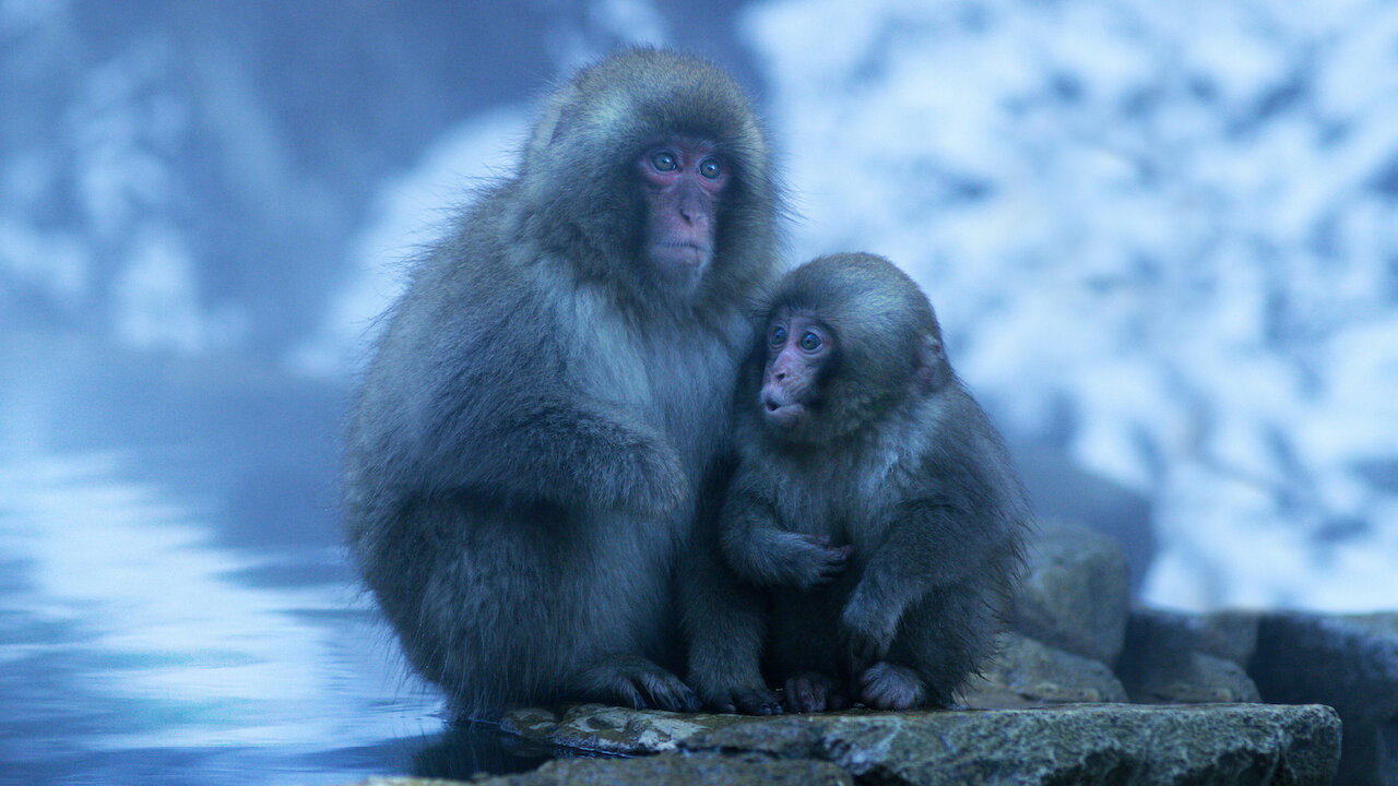 Nghệ thuật của tự nhiên (Phần 2) - Backdrop 3