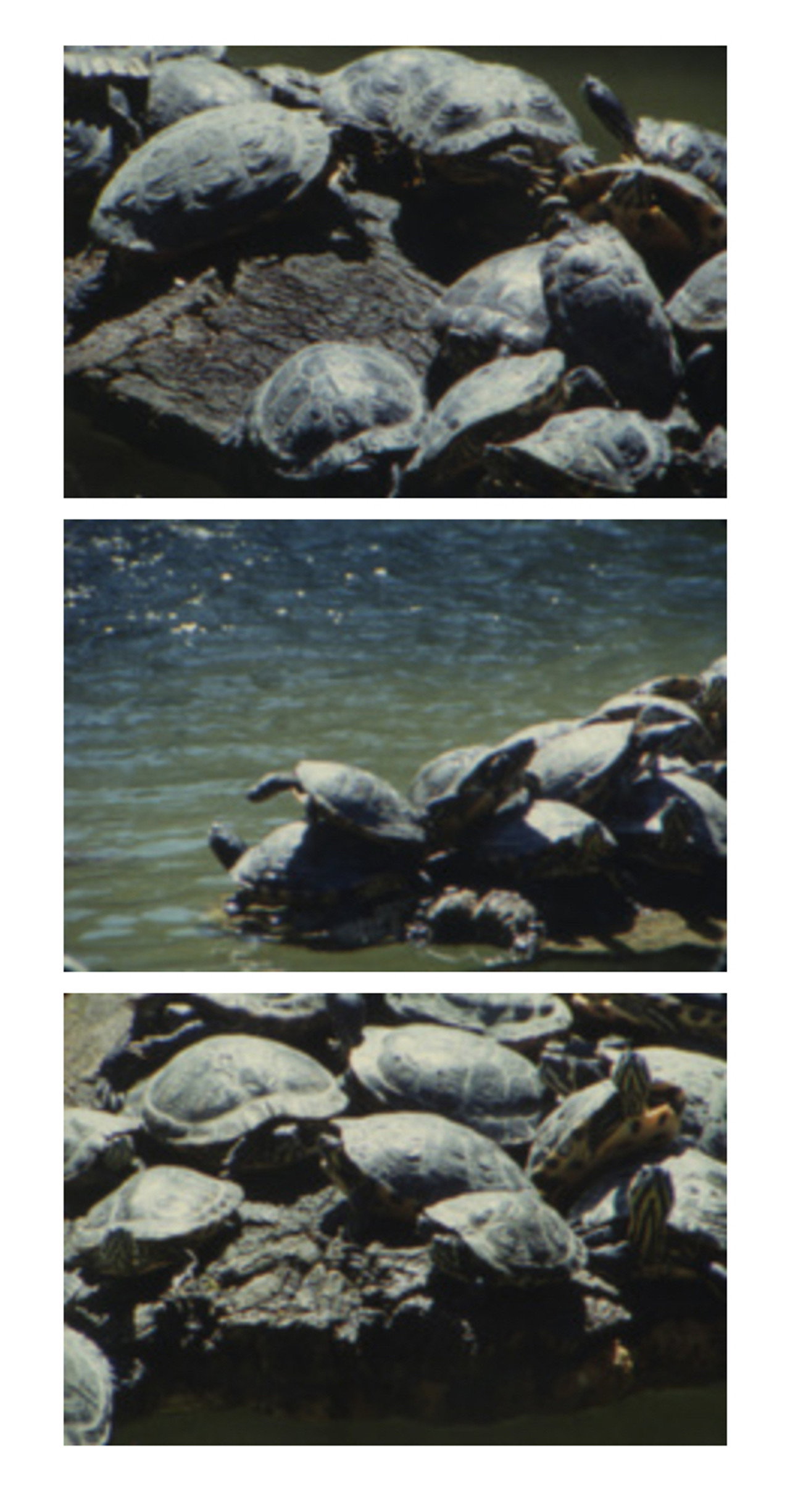 Tartarughe d’acqua filmaffisch