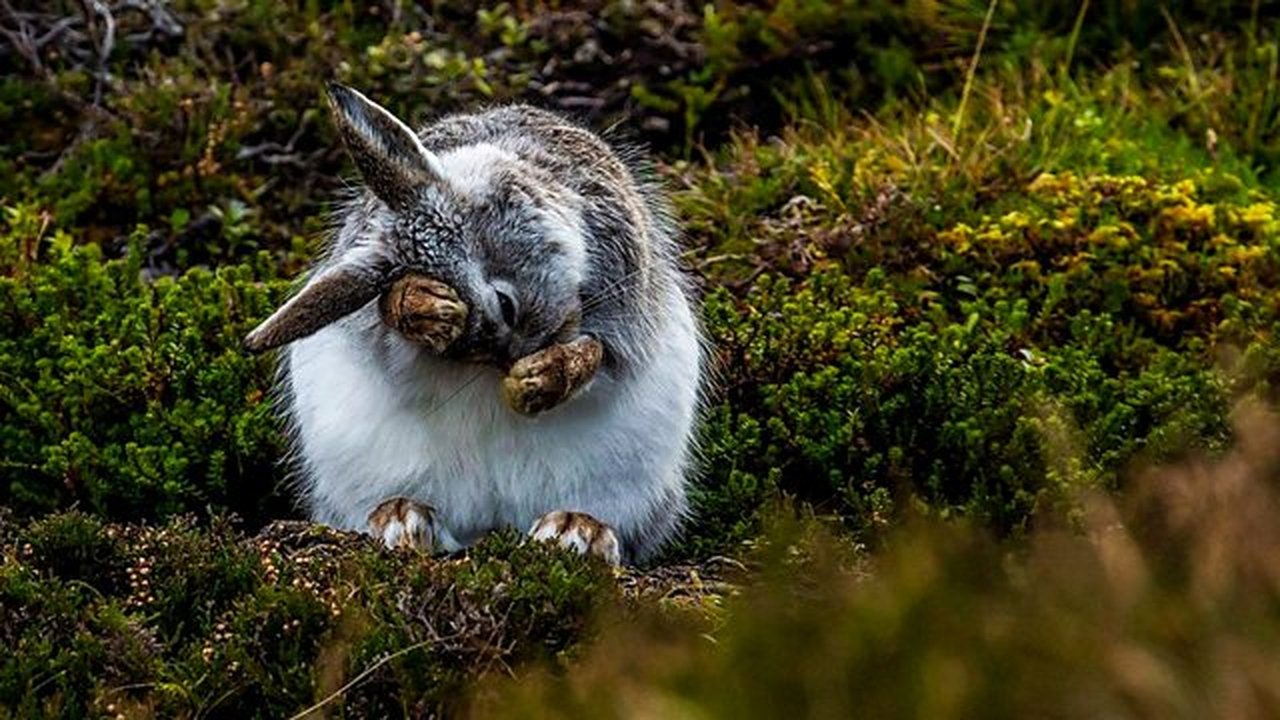 Springwatch - Season 17 Episode 8 : Episode 8