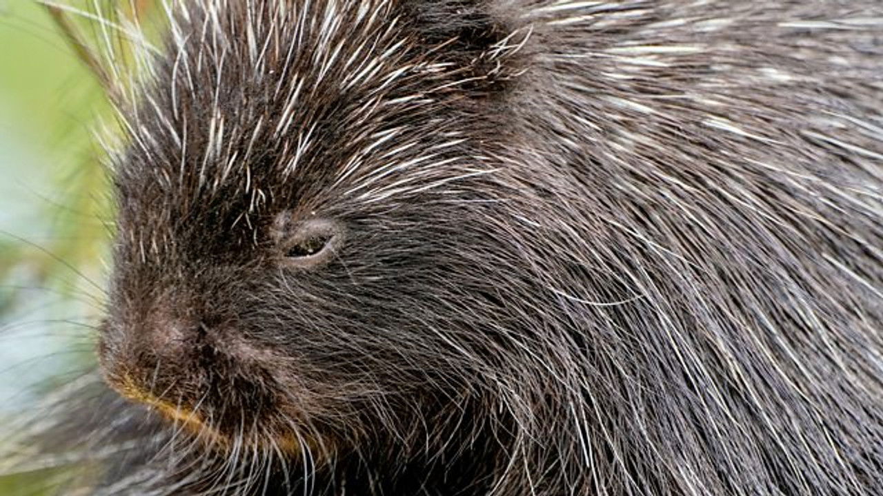 Animal Park — Épisode 11