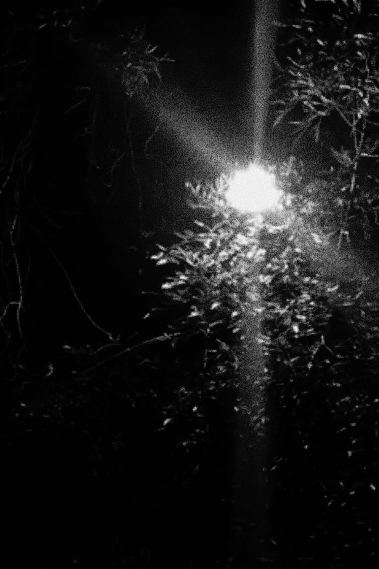 Nachtspaziergang filmaffisch