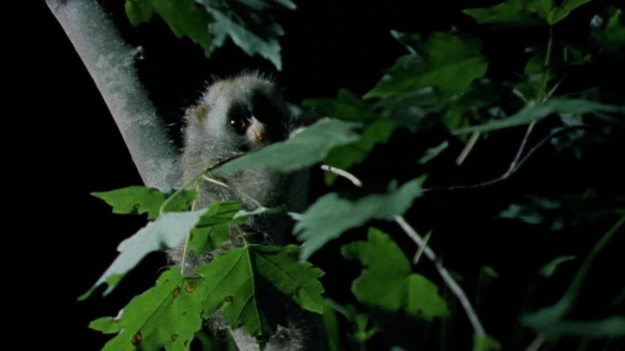 World's Weirdest — Épisode 6