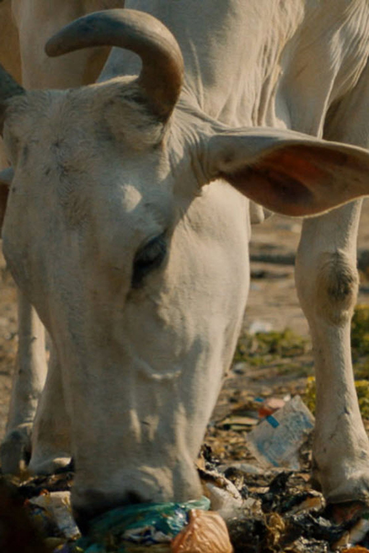 Holy Cowboys filmaffisch