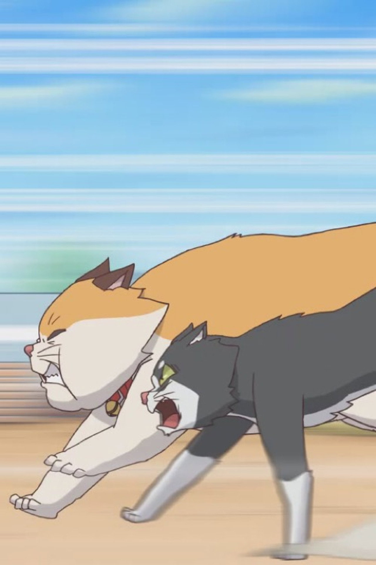 Cats Run poster