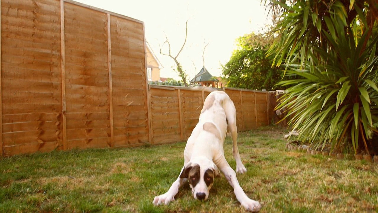 For the Love of Dogs - Season 4 Episode 5 : Episode 5
