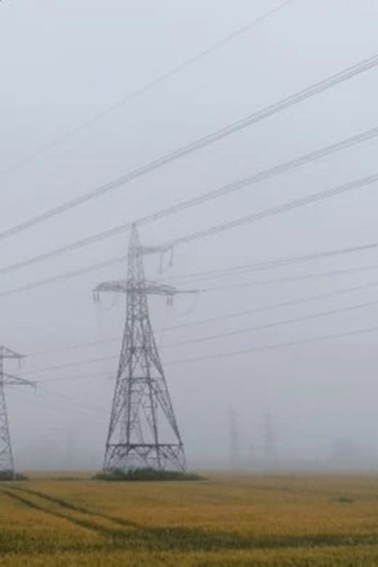 Invasive Species Backdrop