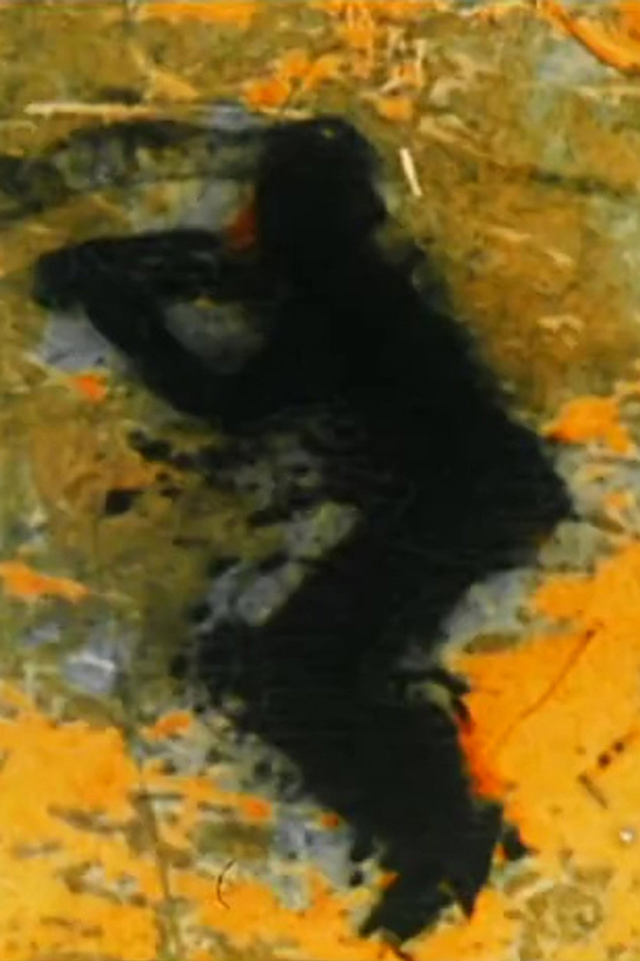 De Profundis filmaffisch