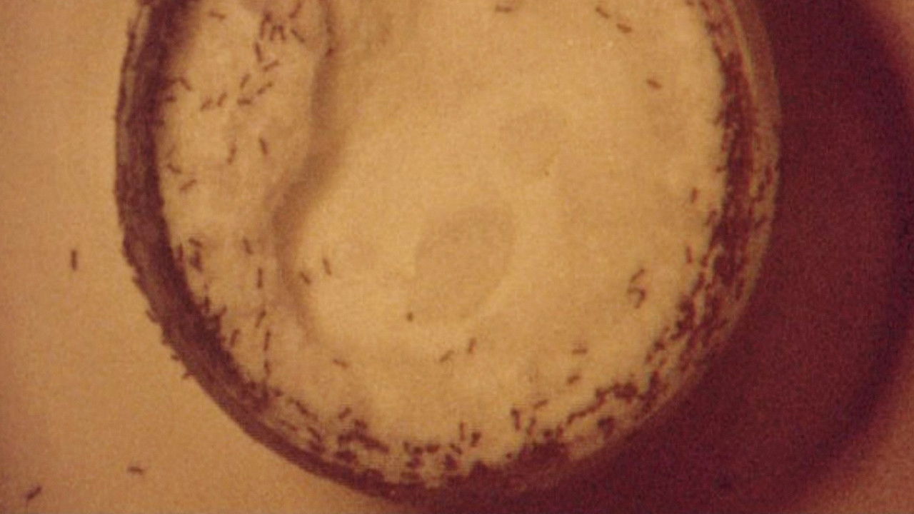 Titulli S/Título backdrop