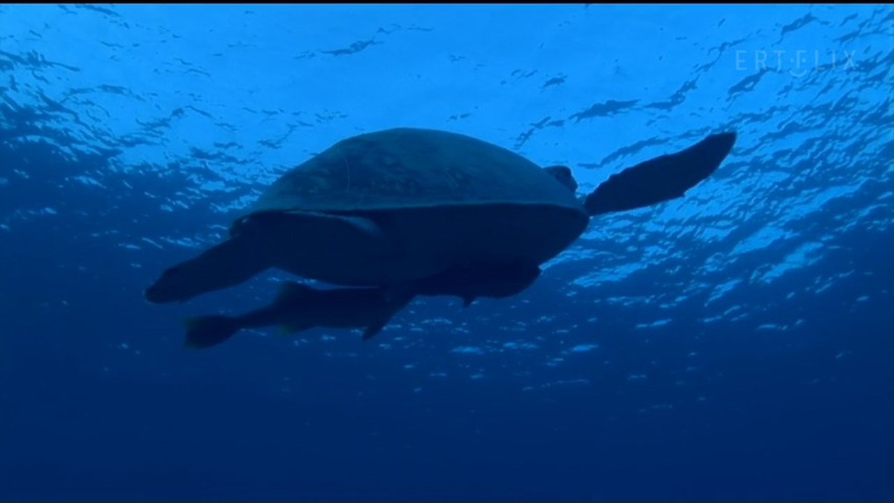 If I Were a Tortoise