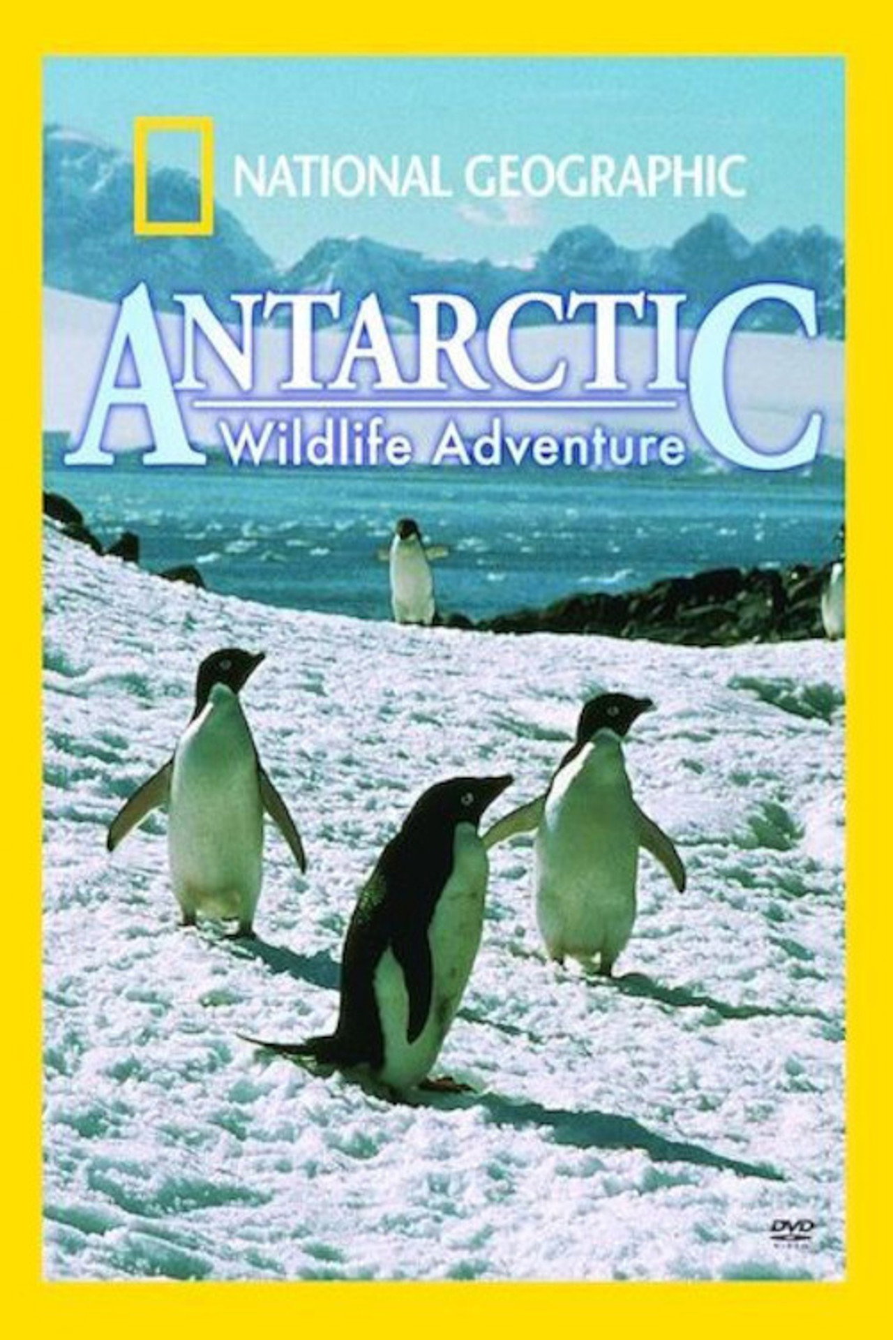 Antarctic Wildlife Adventure Backdrop