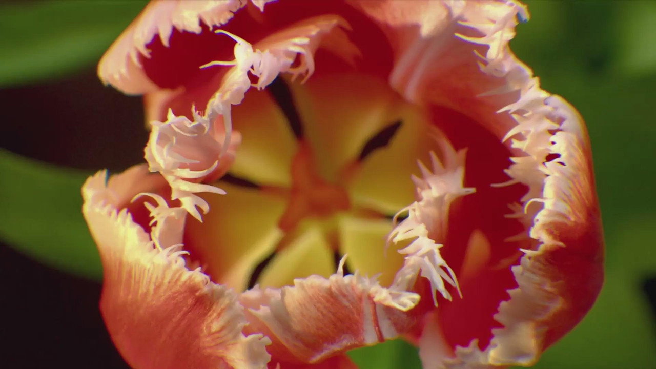 The Tulip Bubble