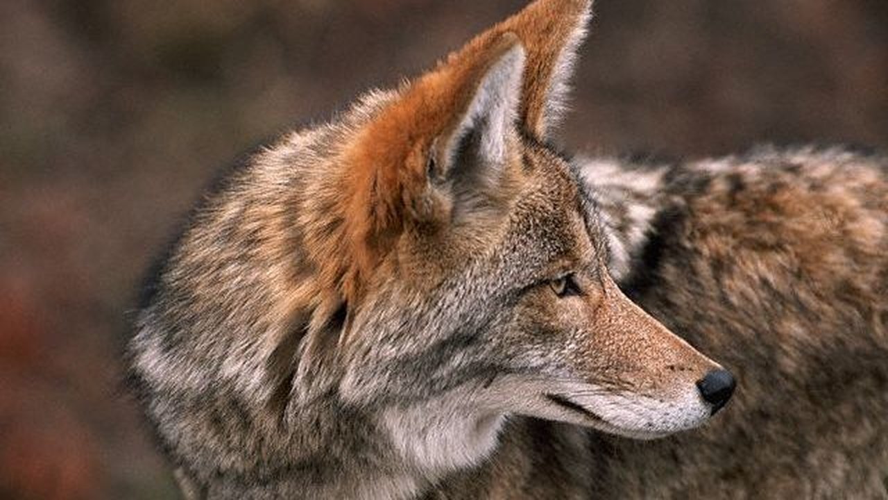 Natural World - Season 19 Episode 15 : Coyote: the Ultimate Survivor?