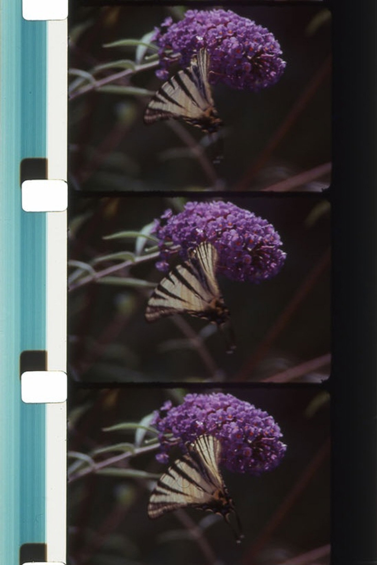 Bouquets 31-40 filmaffisch