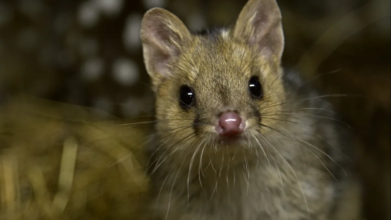 Scen från Quoll Farm