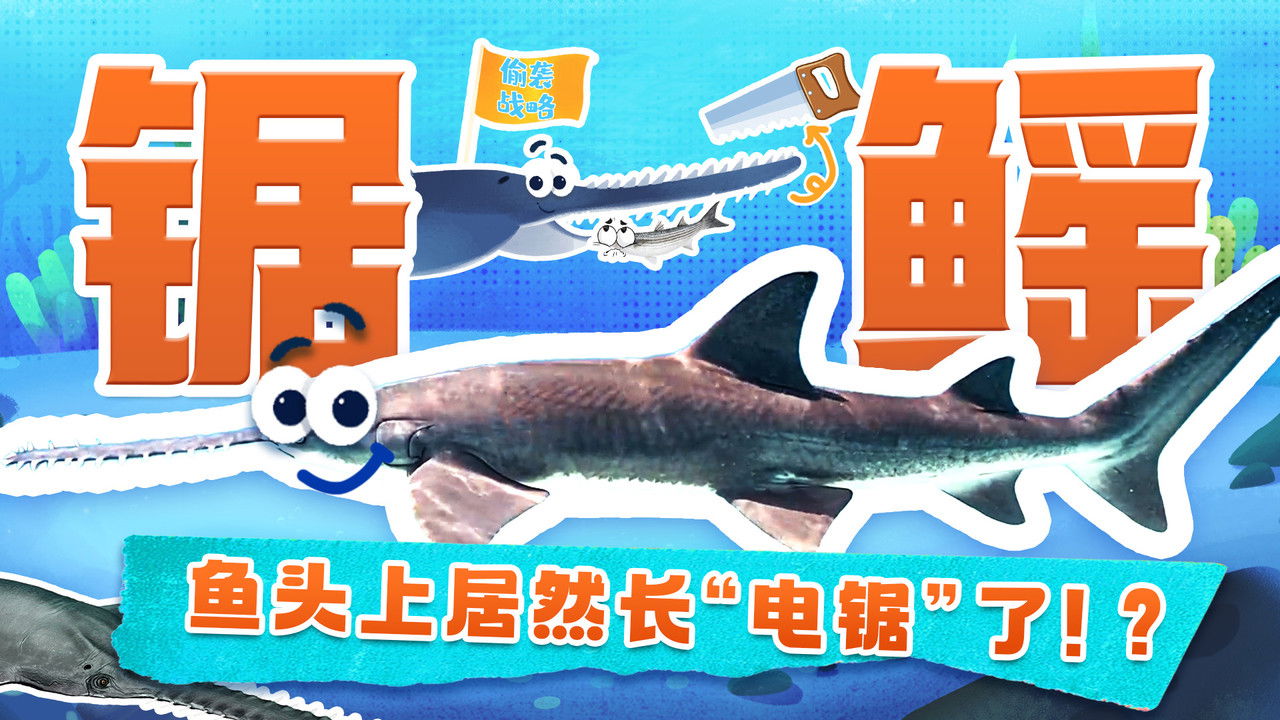 斑马百科探索 — Épisode 47