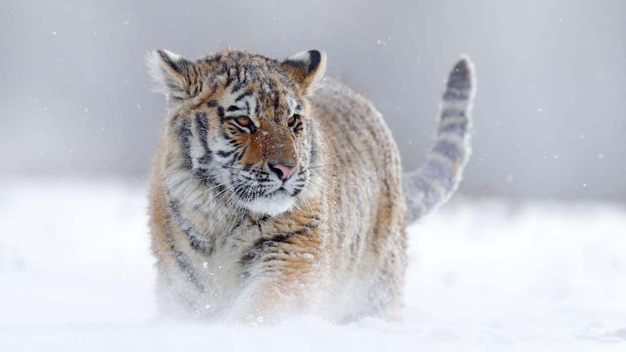 Reparto y equipo de Planet Earth III