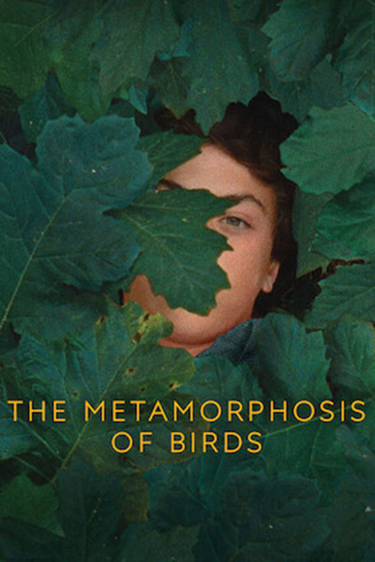 The Metamorphosis of Birds