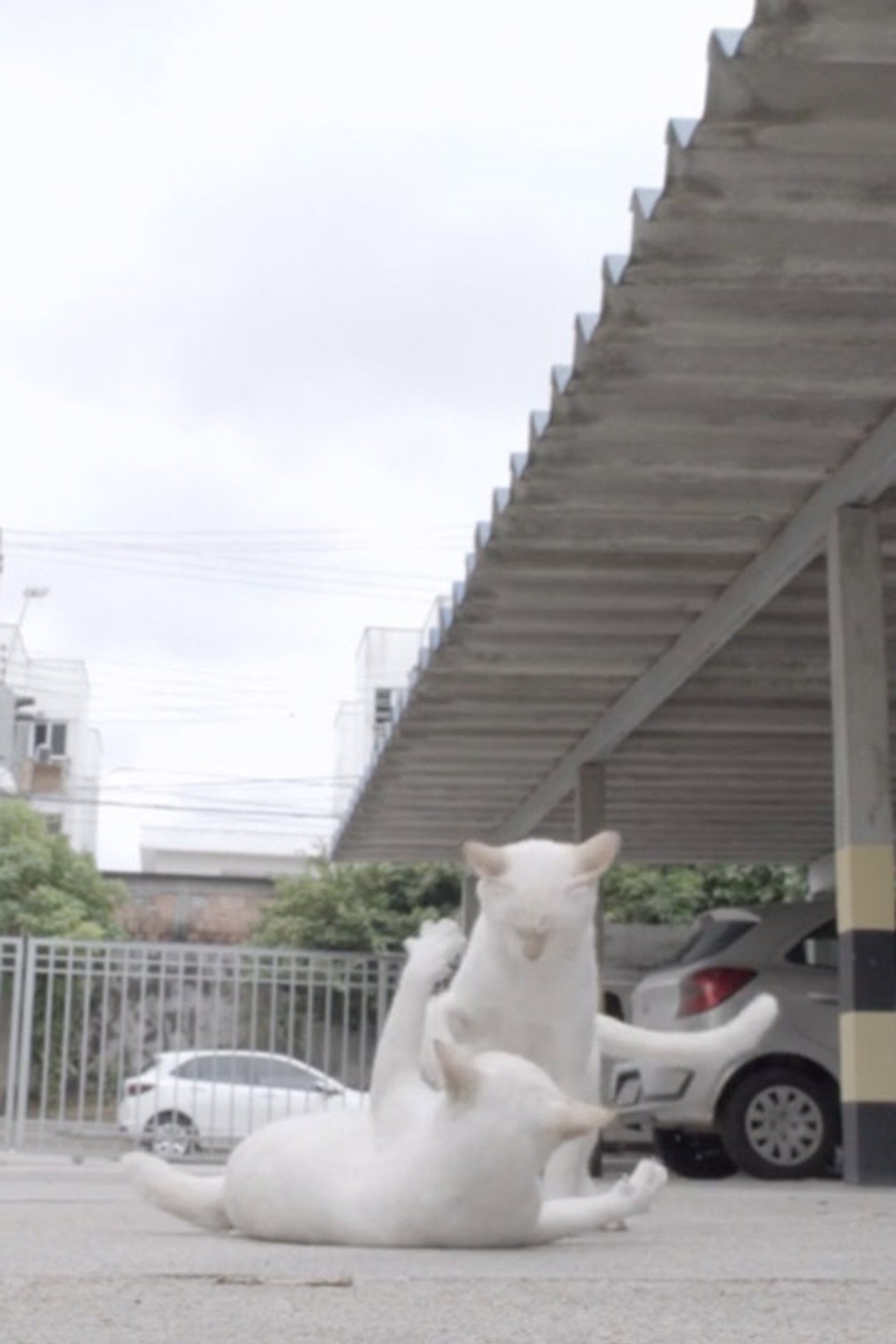 Cercanias / Gatos filmaffisch