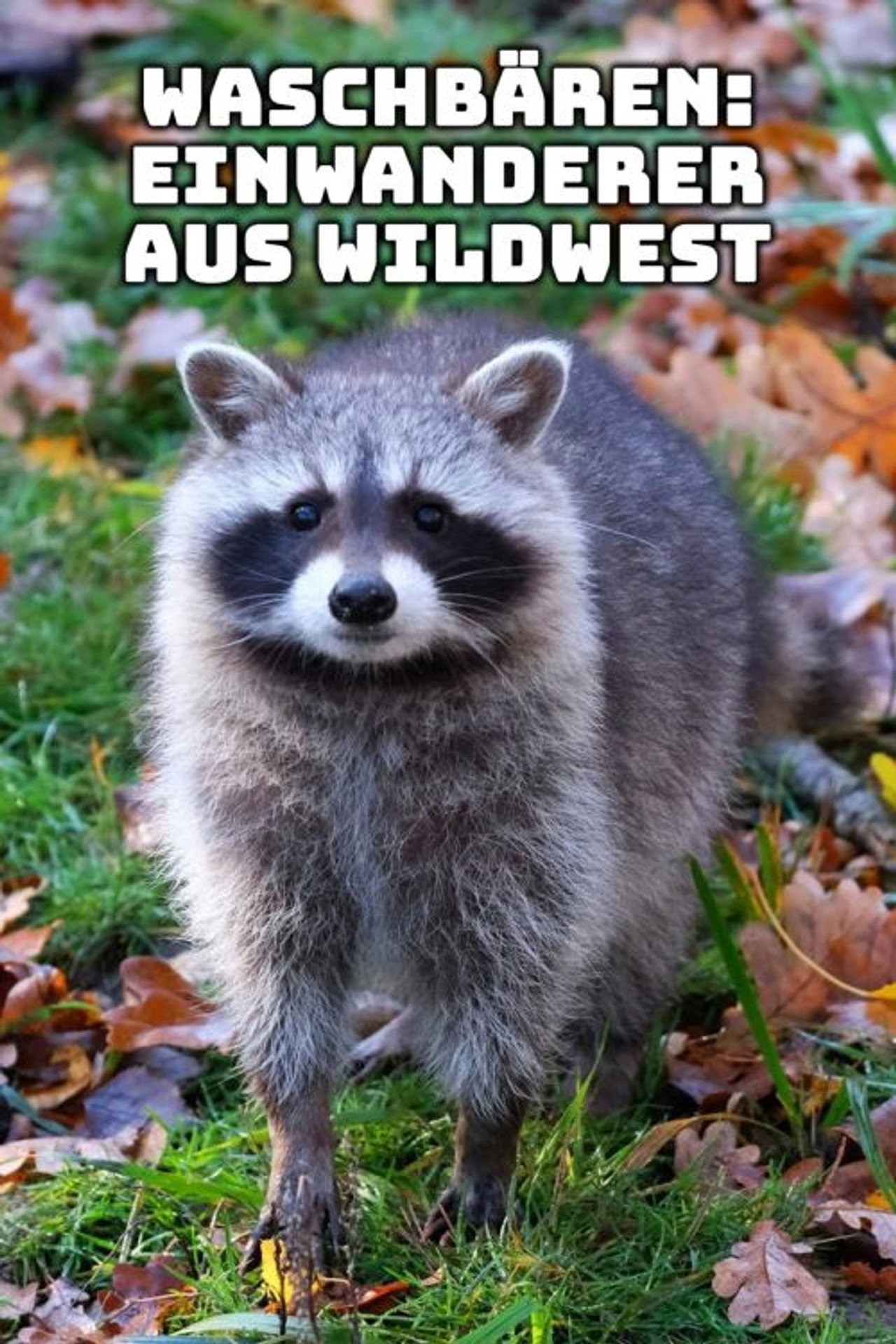 Waschbären - Einwanderer aus Wildwest filmaffisch