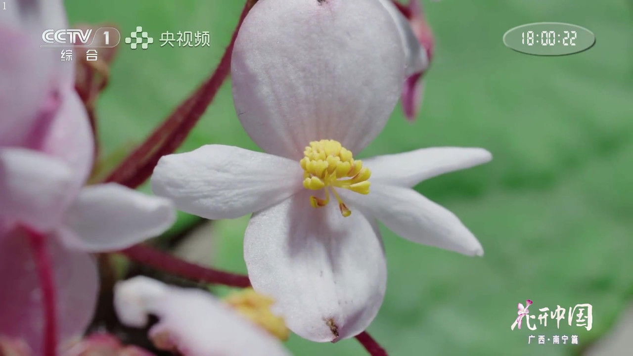 花开中国 — Épisode 11