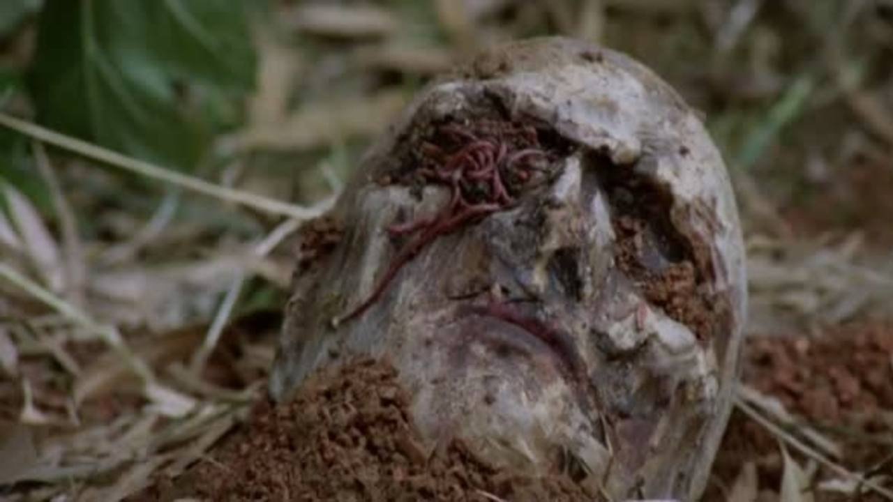 Zombie Flesh Eaters (1979)