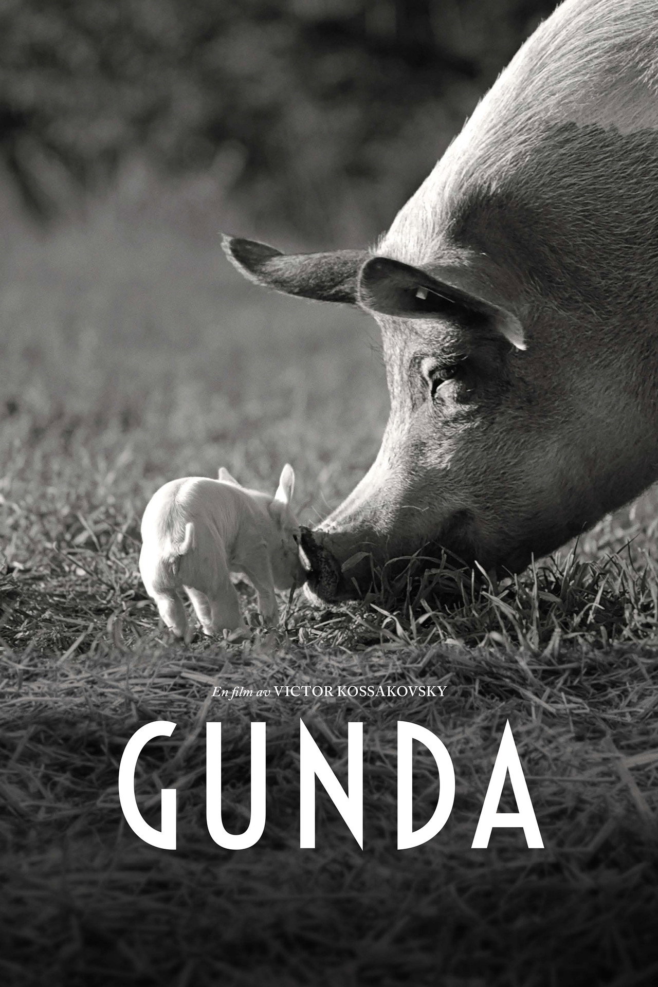 Gunda filmaffisch