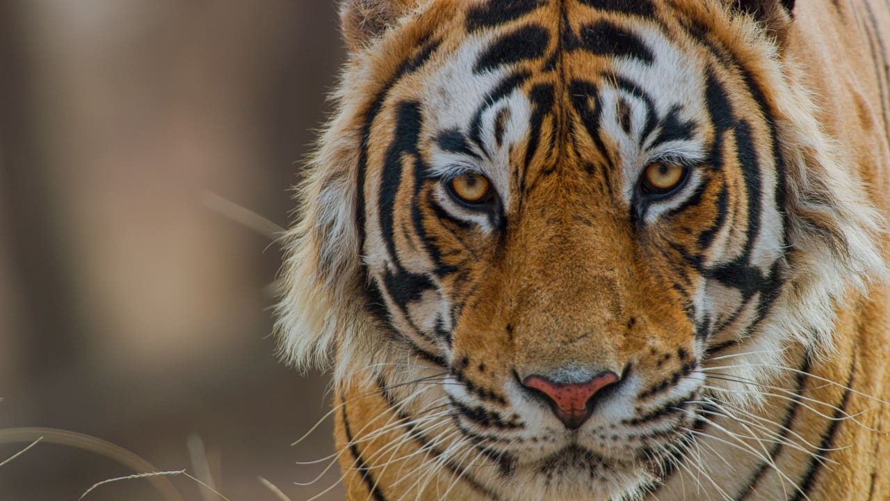 Tiger Backdrop Image