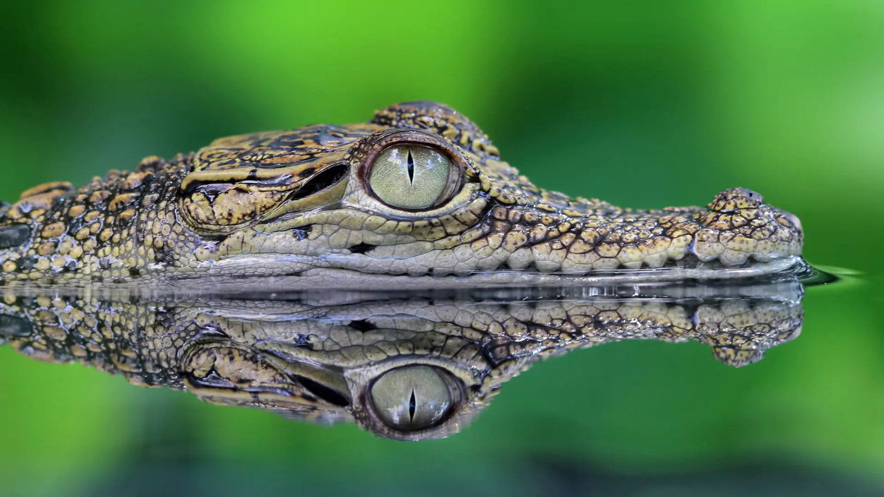 Just Animals — Épisode 5