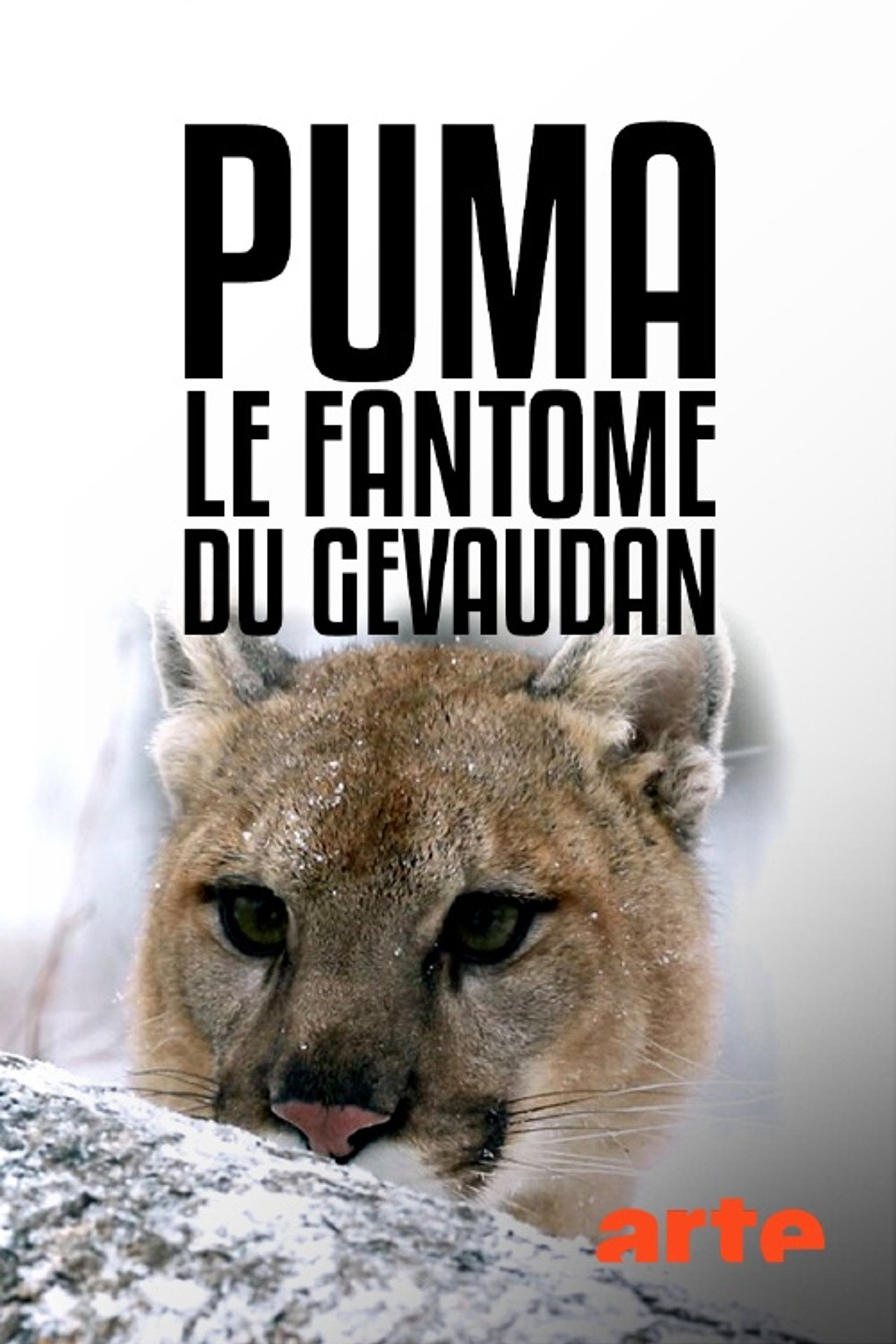 Puma, le fantôme du Gévaudan filmaffisch