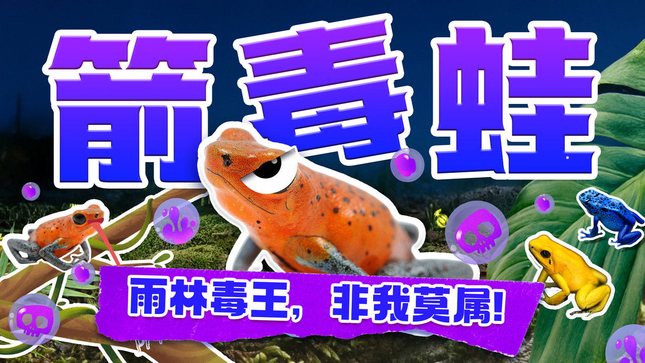 斑马百科探索 — Épisode 31