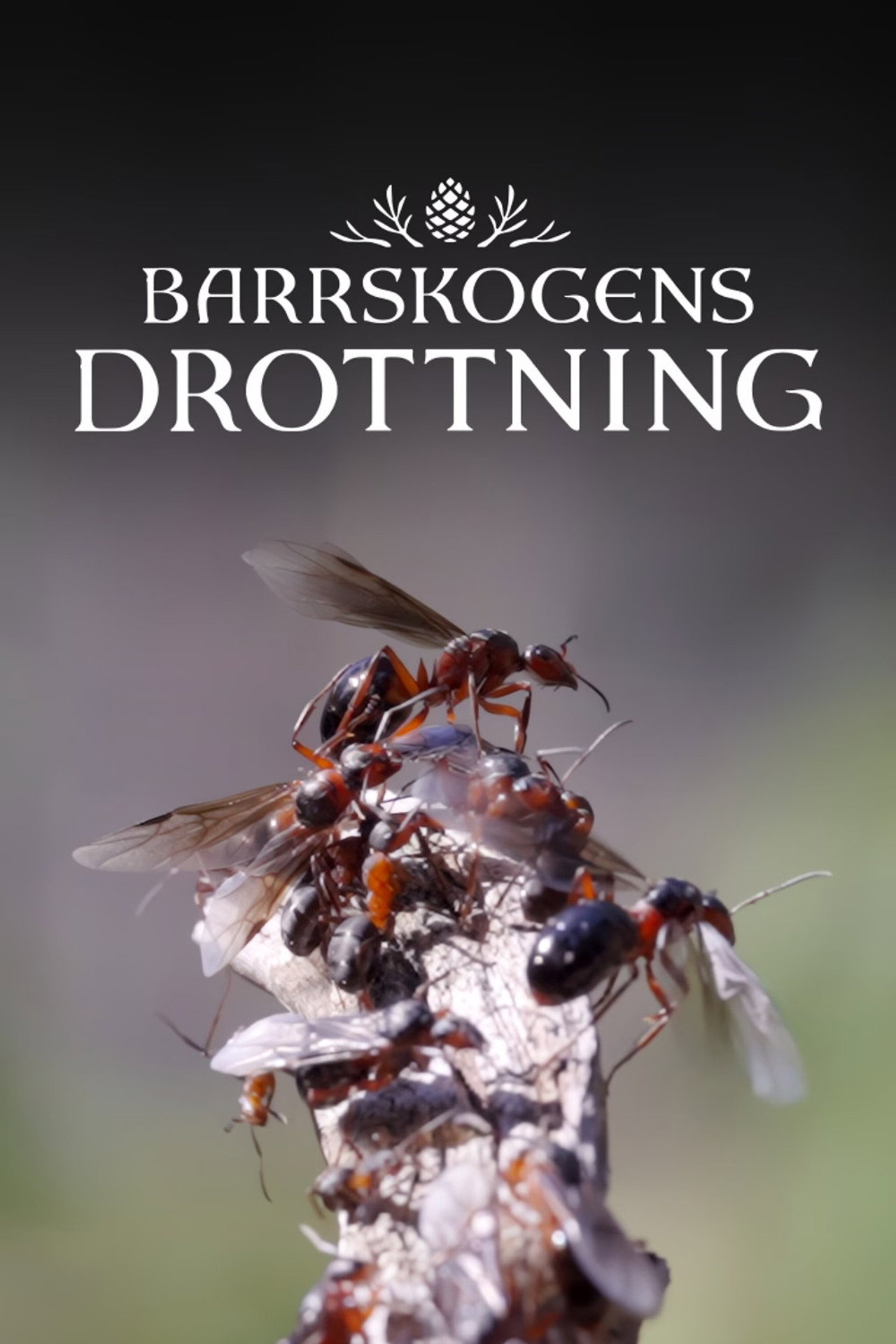 Barrskogens drottning poster