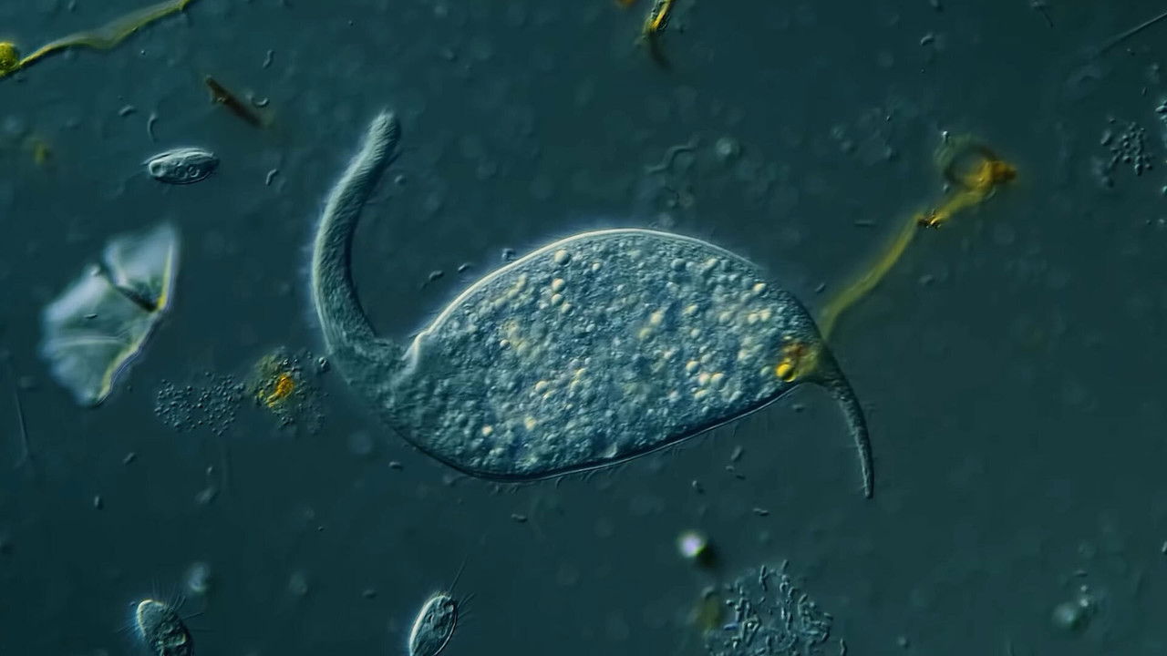 Journey to the Microcosmos — Épisode 10