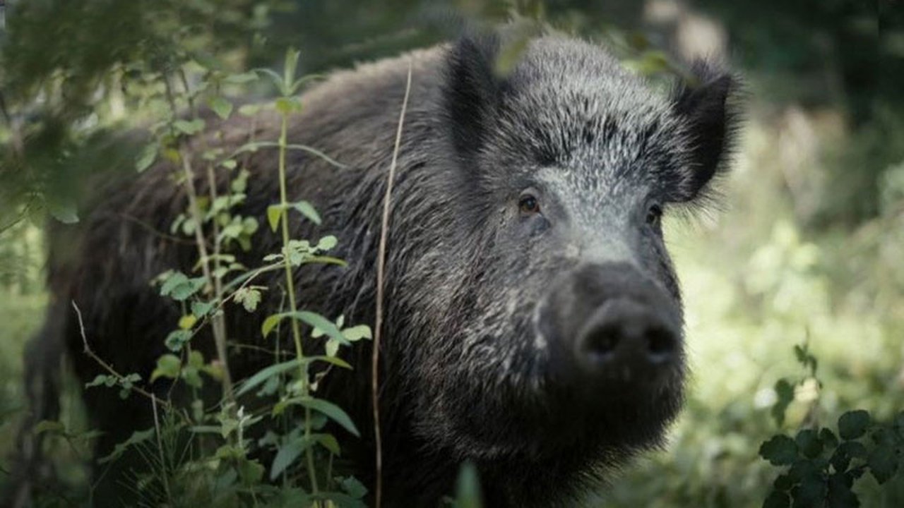 Mondes sauvages - Season 1 Episode 1 : Episode 1