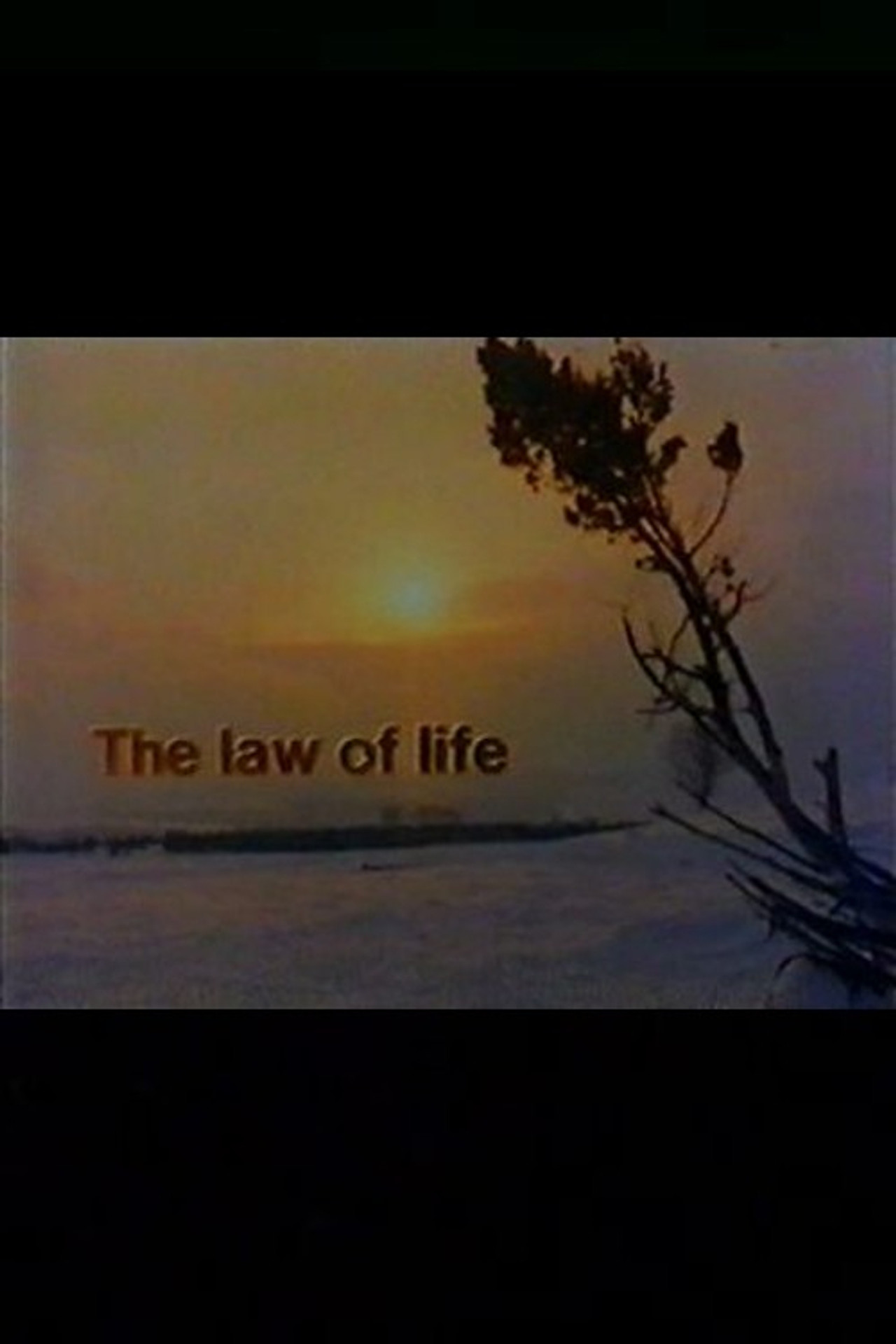 The Law of Life Backdrop