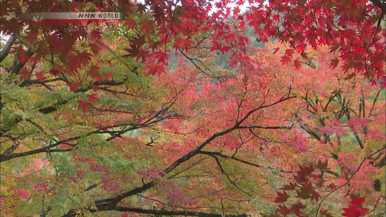 HAIKU MASTERS — Épisode 3