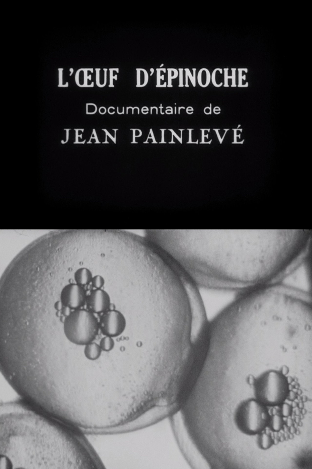 L'Oeuf d'épinoche filmaffisch