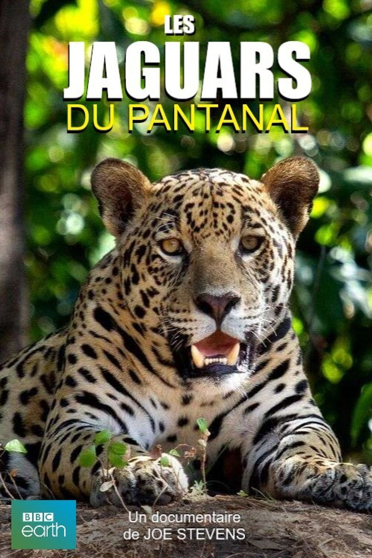 Les jaguars du Pantanal filmaffisch