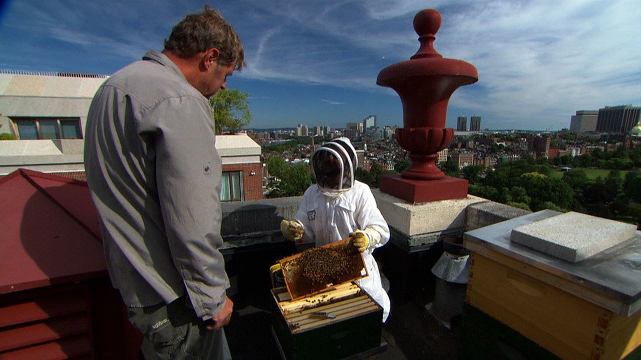 Ask This Old House - Season 13 Episode 7 : Setting Up a Beehive; Adding Lighting to a Dark Kitchen