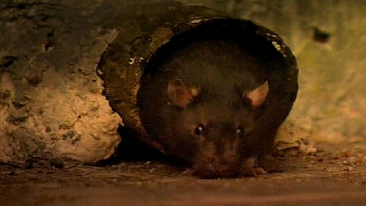 Animaux trop humains — Homosexualité animale