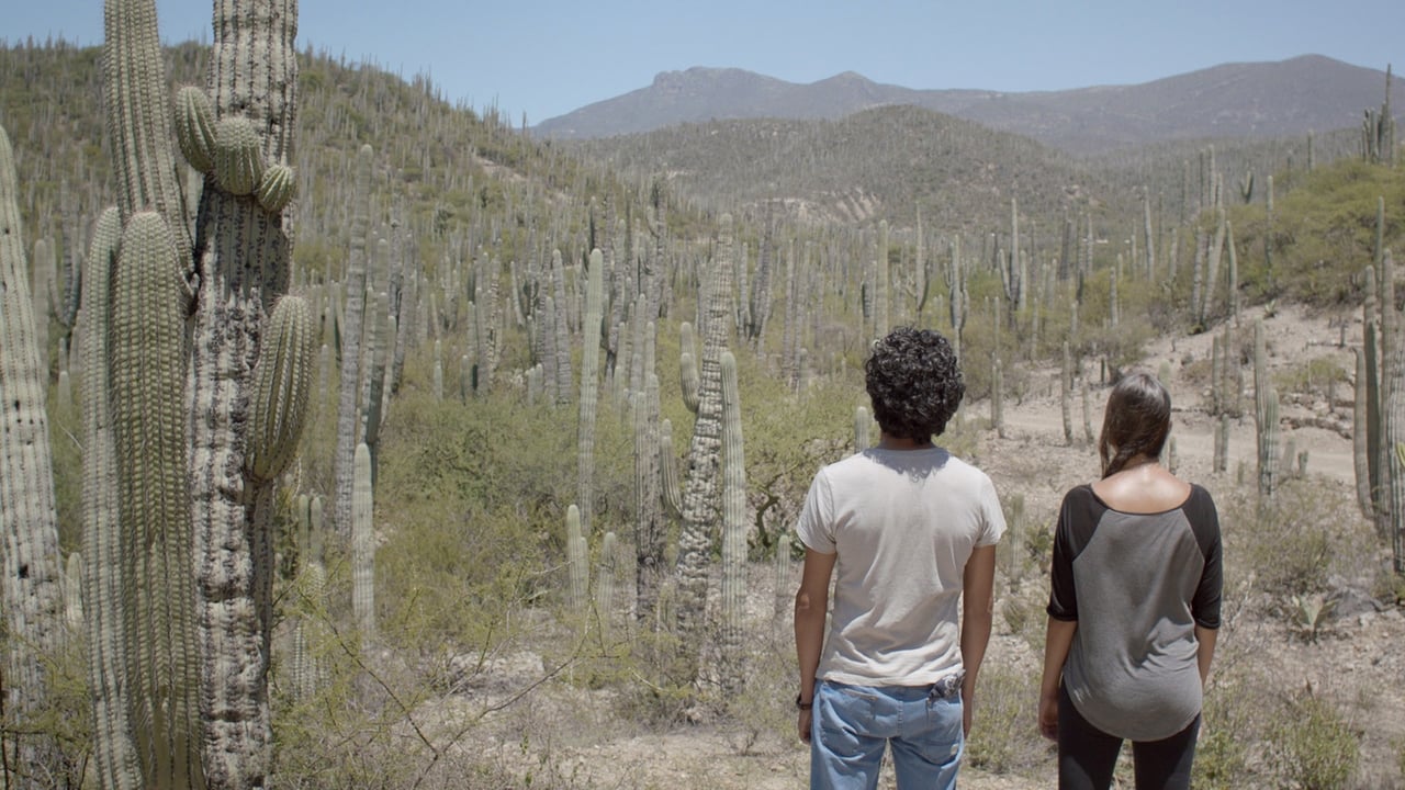 Two Cacti