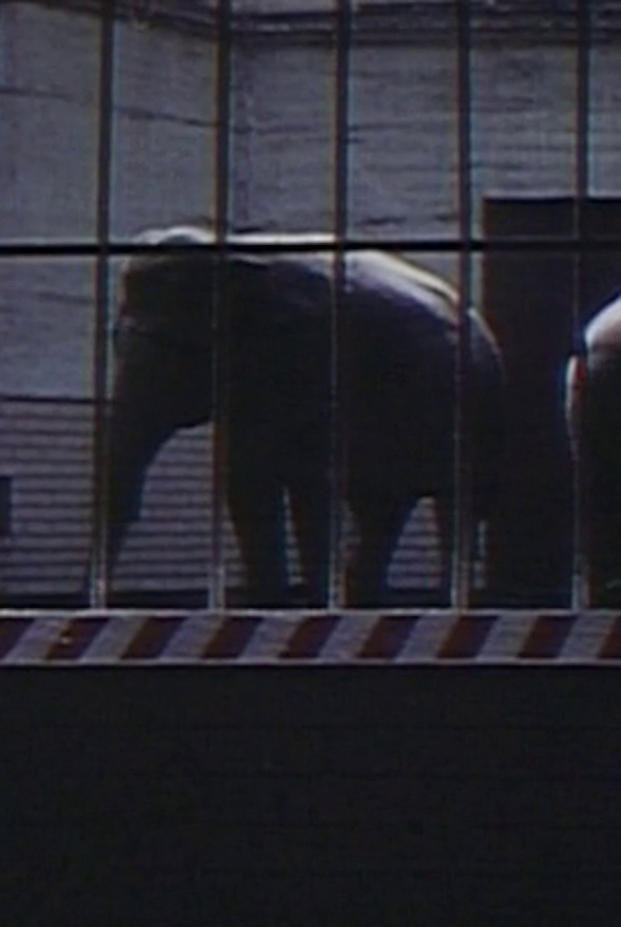 Elephants: Fragments in an Argument filmaffisch