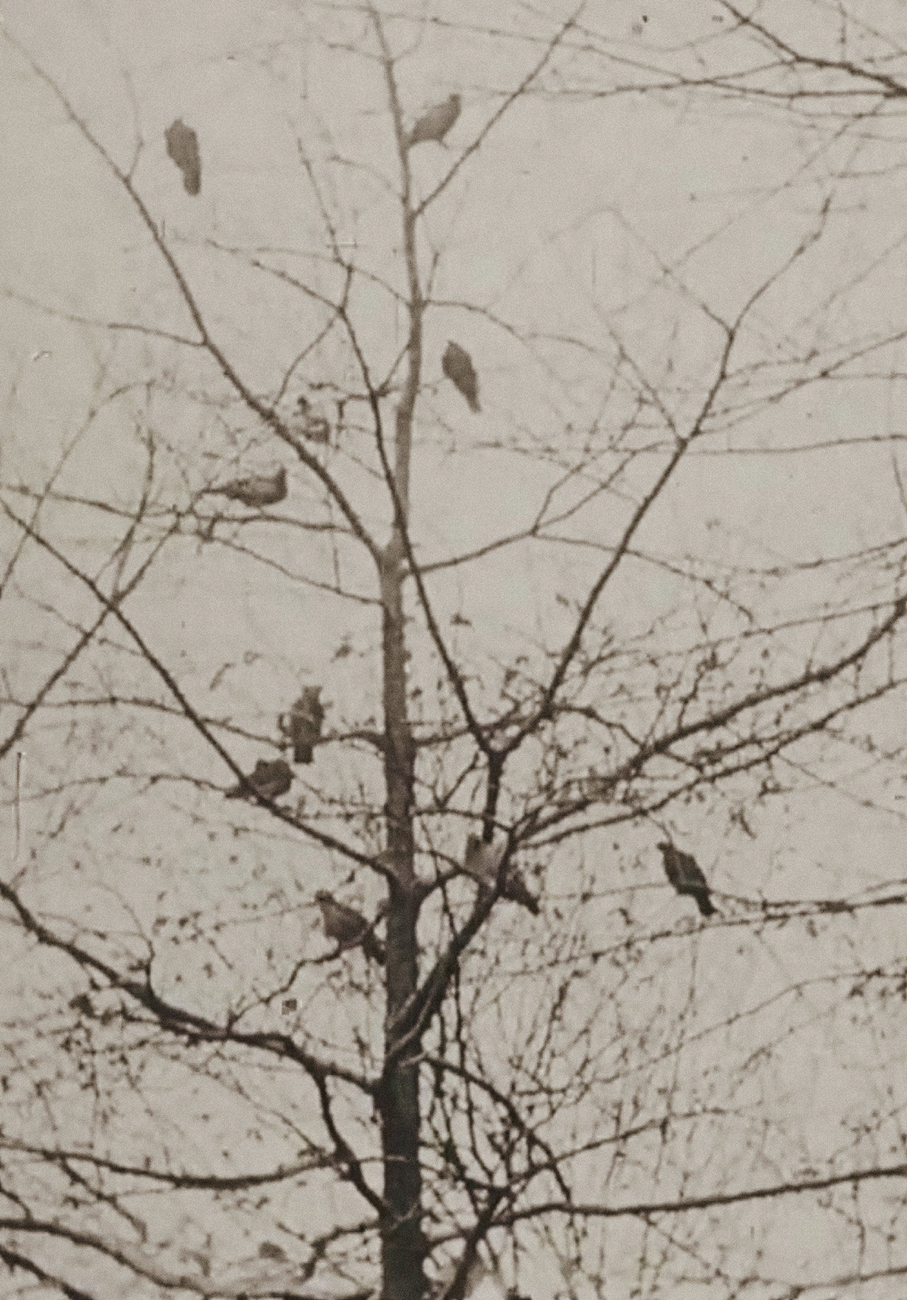 The Aviary filmaffisch