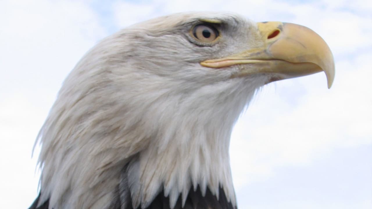 Nature - Season 27 Episode 3 : American Eagle