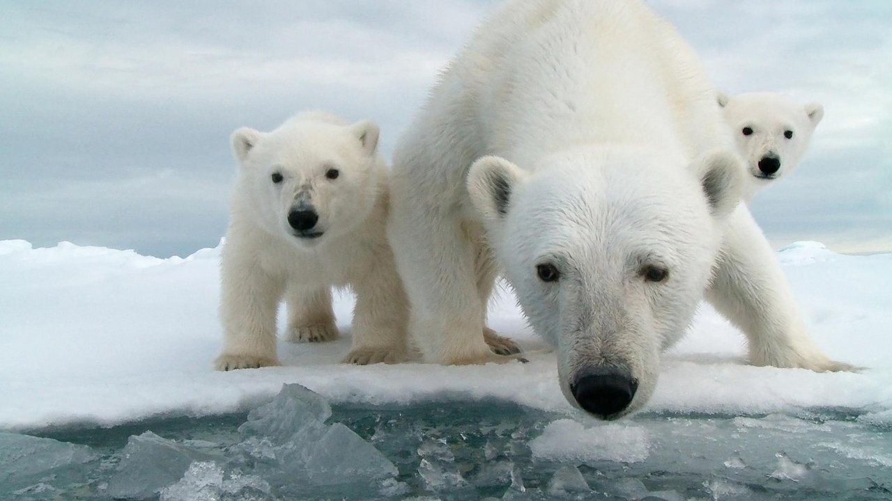 Nature - Season 37 Episode 6 : Snow Bears