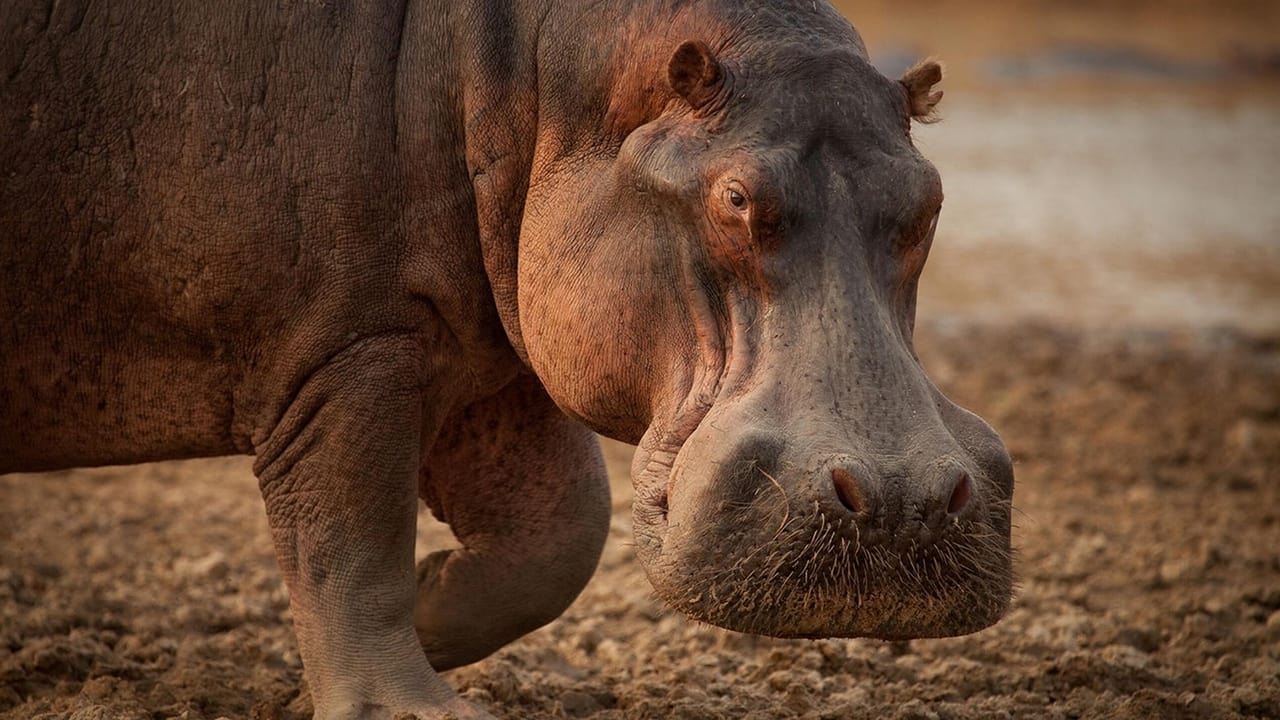Nature - Season 40 Episode 11 : Hippo King