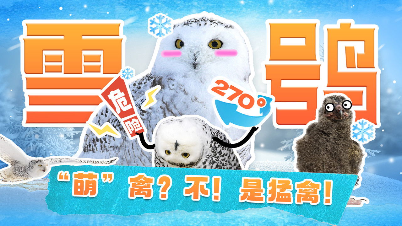 斑马百科探索 — Épisode 17