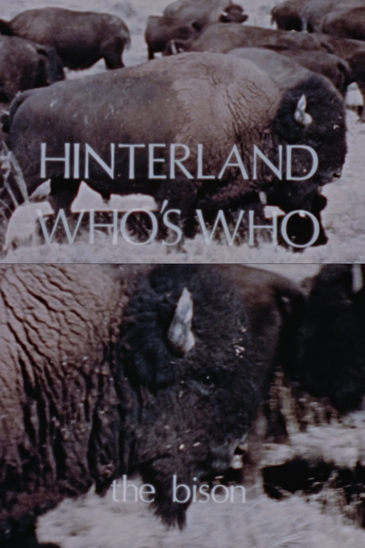 Hinterland Who's Who: The Bison Backdrop