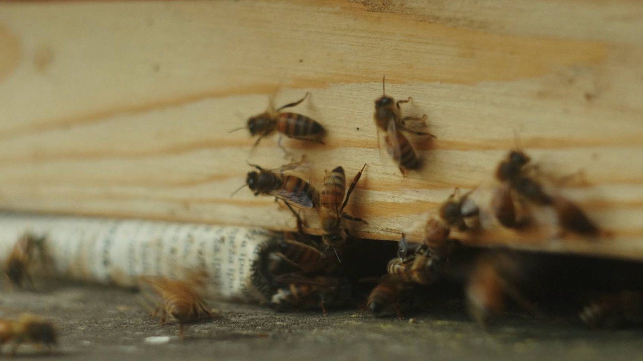 In Search of Honey