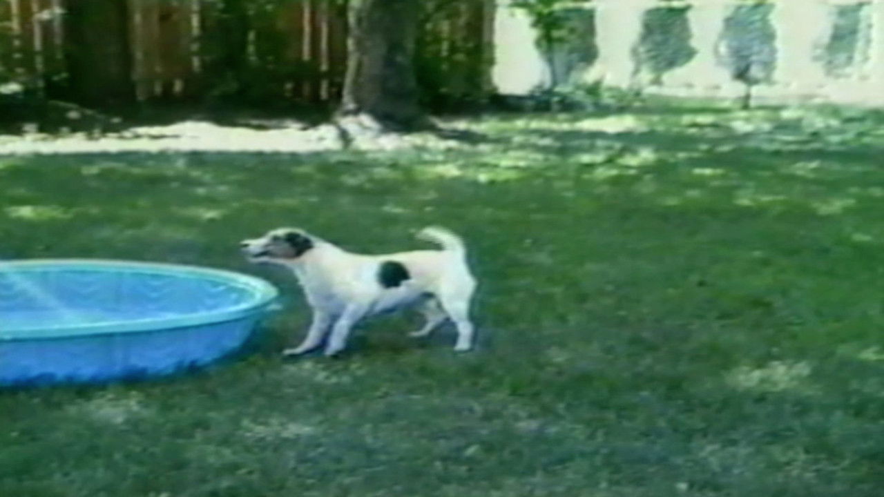 Funniest Pets & People — Épisode 13